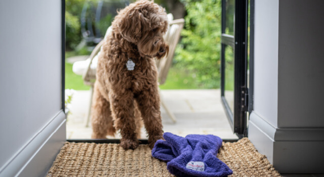 Dog looking at purple Dogrobe Gauntlets waiting by the door after coming inside