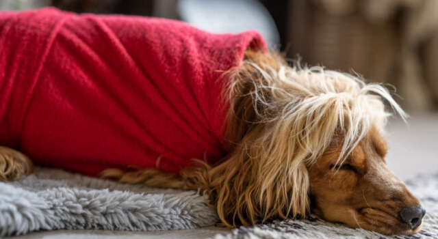Dog resting peacefully in a red Dogrobe after a wet walk