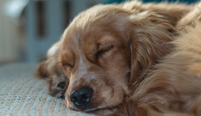 Dog sound asleep after exercise