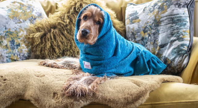 Dog wearing a teal Dogrobe and Snood relaxing on a cosy sofa after a wet walk