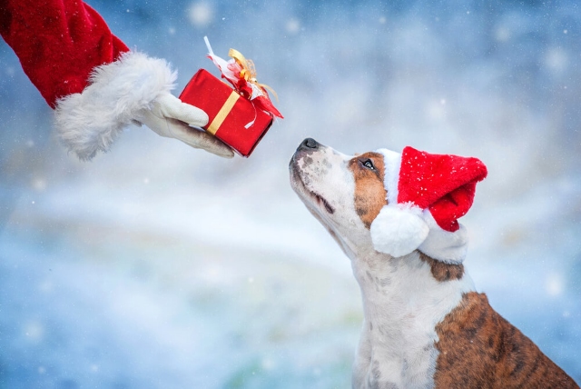 Santa handing a Christmas present to a Staffie wearing a Santa hat