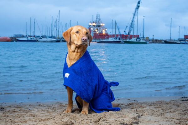 Labrador wearing Dogrobes UK new cobalt blue dog dressing gown on the sand next to the water at a Scottish fishing port