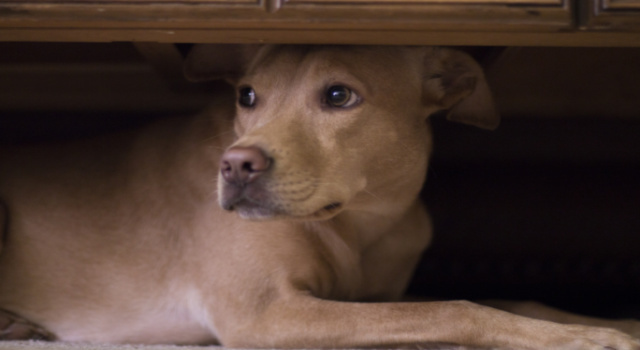 frightened-dog-hiding-fireworks-dogrobes-blog-calming-coat Frightened dog hiding under table during fireworks