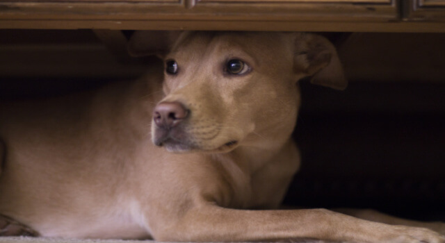 An anxious dog hides under furniture, learn how to spot the signs of anxiety in dogs.