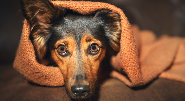 Frightened dog under orange blanket, wide-eyed, ear up, showing signs of anxiety