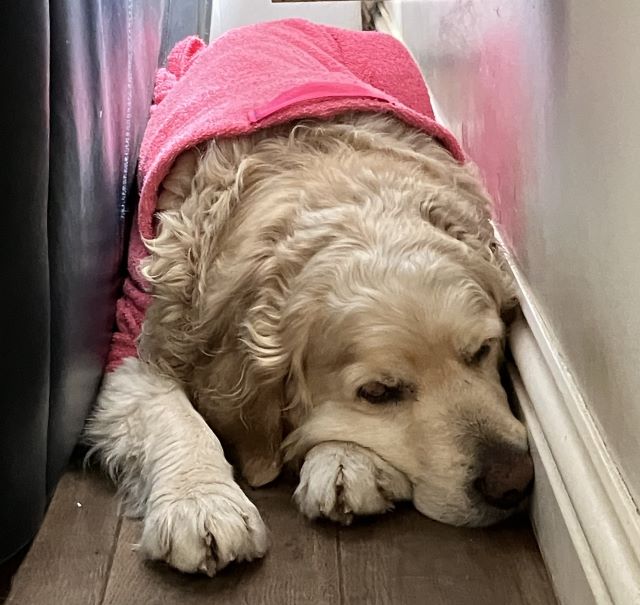 Benton napping in the Pink Dogrobe MAX prototype