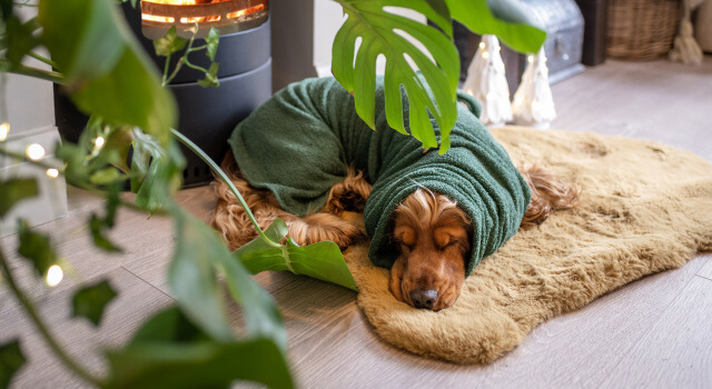 green-dogrobe-snood-cocker-spaniel-cosy-winter-fire Cocker Spaniel resting by the fire in a green Dogrobe and Snood, warm and cosy after a winter walk