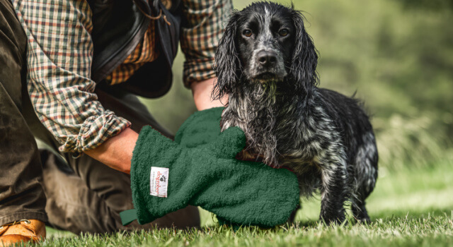 green-gauntlets-spaniel-field-drying-after-wet-walk Spaniel being dried with green Gauntlets after a wet walk, helping remove water and keep their legs clean