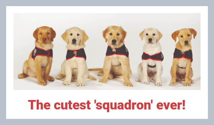 Five cute Hounds for Heroes puppies in training wearing their assistance dog jackets. The cutest 'squadron' ever!