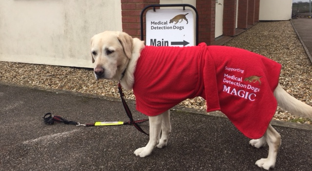 The distinguished Magic, a Labrador Retriever cross wearing his red Dogrobe outside the Medical Detection Dogs Centre