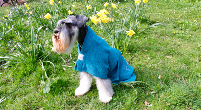 The talented Sam wearing his personalised teal Dogrobe with Harness Access Opening