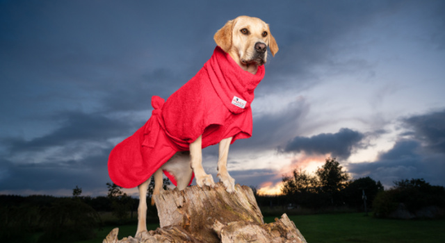 Yellow Labrador modelling the new Red Dogrobe MAX
