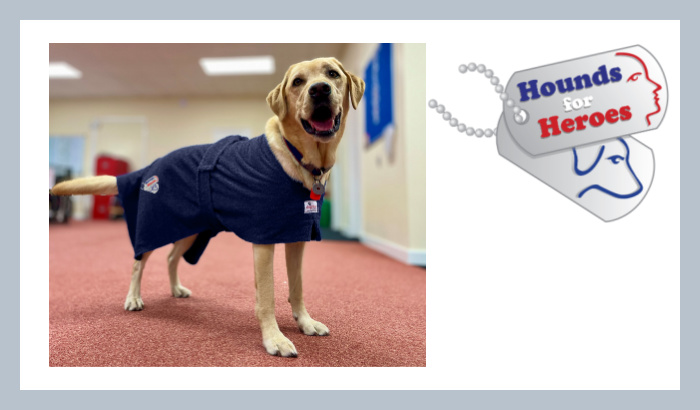 Labrador assistance dog, Bosun, wearing new Hounds for Heroes special edition dog towelling robe from Dogrobes.