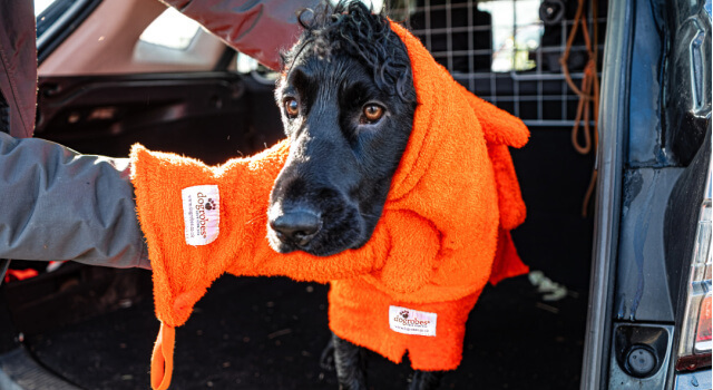 orange-dogrobe-gauntlets-spaniel-car-winter-drying Spaniel wearing orange Dogrobe with matching Gauntlets after a wet winter walk, drying off at the car