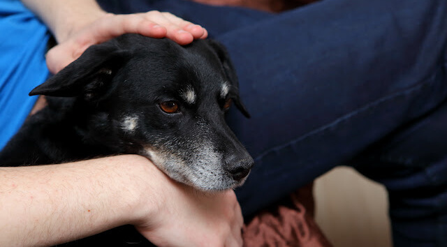 Calm bonding moment between dog and owner at home