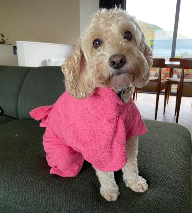 Clover modelling the Pink Dogrobe MAX prototype