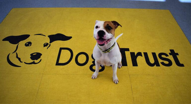 Rescued dog at Dogs Trust looking for her forever home
