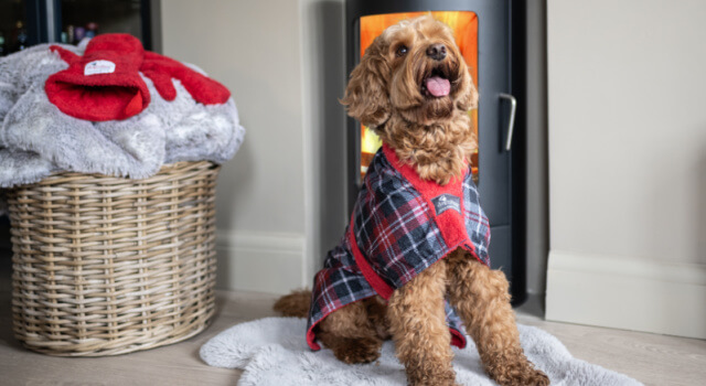 Cockapoo wearing a tartan dog dressing gown by Dogrobes, sitting on a rug. A pair of red dog drying mitts on a log basket. 