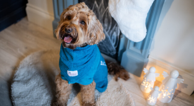 teal-dogrobe-cockapoo-christmas-fireplace-winter-drying Cockapoo wearing teal Dogrobe sitting by a cosy Christmas fireplace, warm and drying after a winter walk