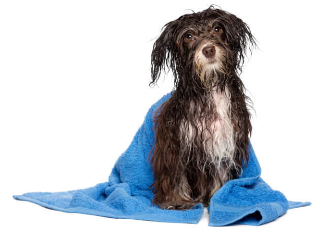 Wet dog with blue towel around them
