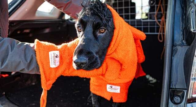 Wet dog wearing an orange Dogrobe being dried after a muddy walk